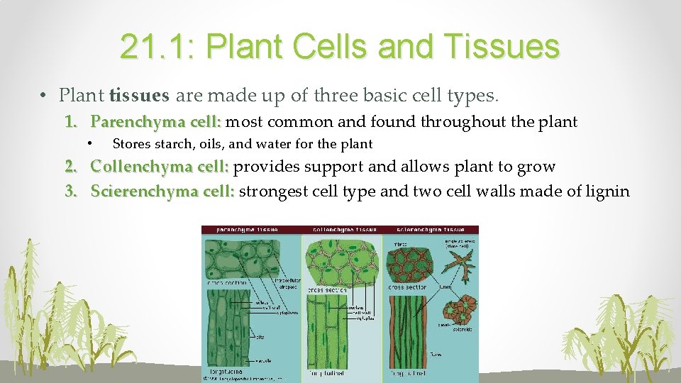 21. 1: Plant Cells and Tissues • Plant tissues are made up of three