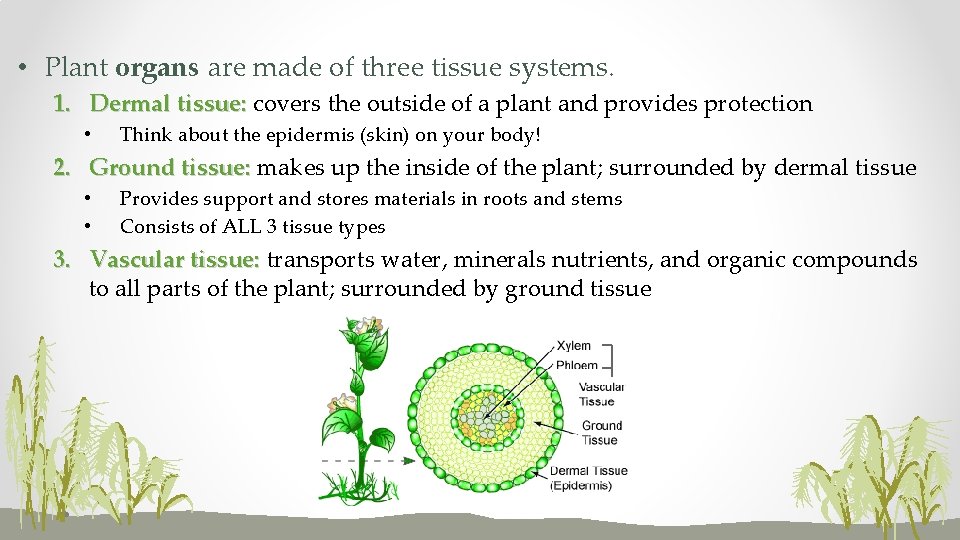  • Plant organs are made of three tissue systems. 1. Dermal tissue: covers