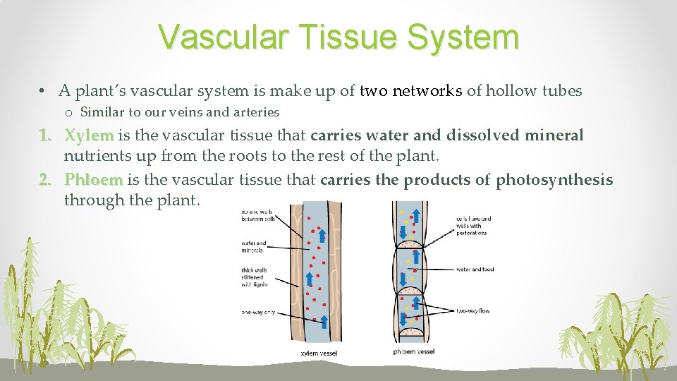 Vascular Tissue System • A plant’s vascular system is make up of two networks