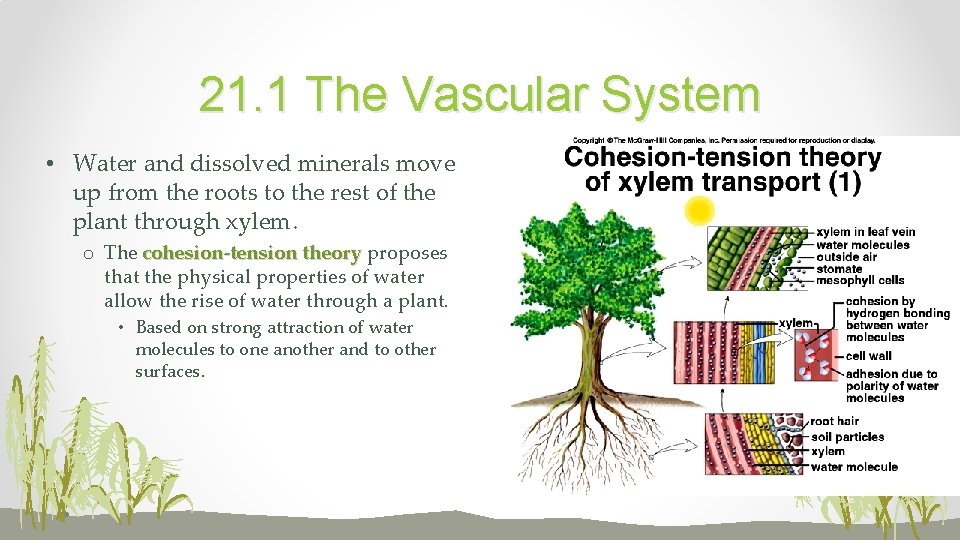 21. 1 The Vascular System • Water and dissolved minerals move up from the