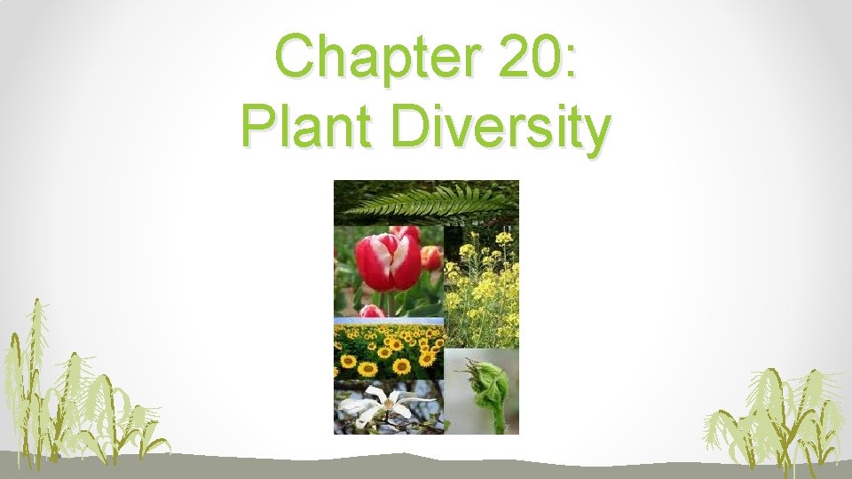 Chapter 20: Plant Diversity 