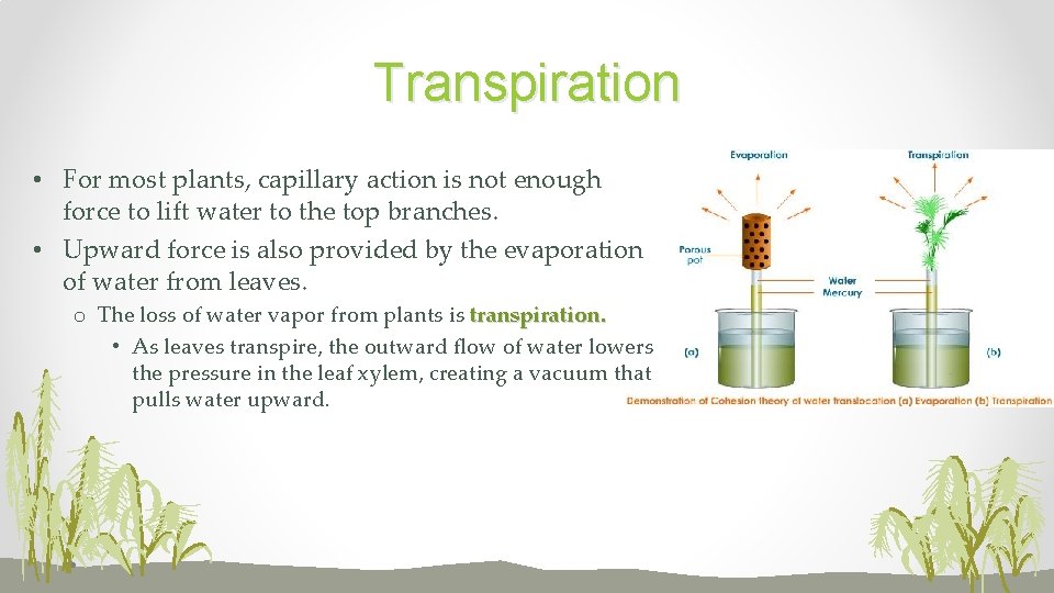 Transpiration • For most plants, capillary action is not enough force to lift water
