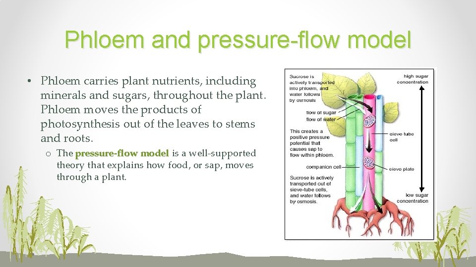 Phloem and pressure-flow model • Phloem carries plant nutrients, including minerals and sugars, throughout
