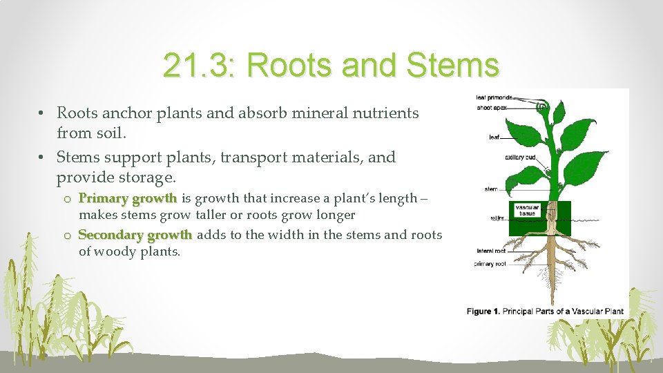 21. 3: Roots and Stems • Roots anchor plants and absorb mineral nutrients from