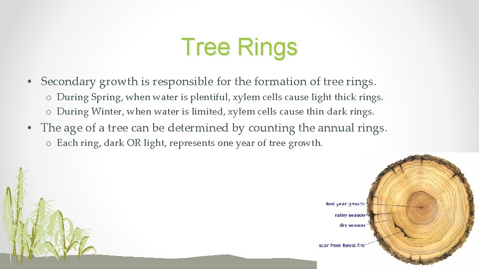 Tree Rings • Secondary growth is responsible for the formation of tree rings. o