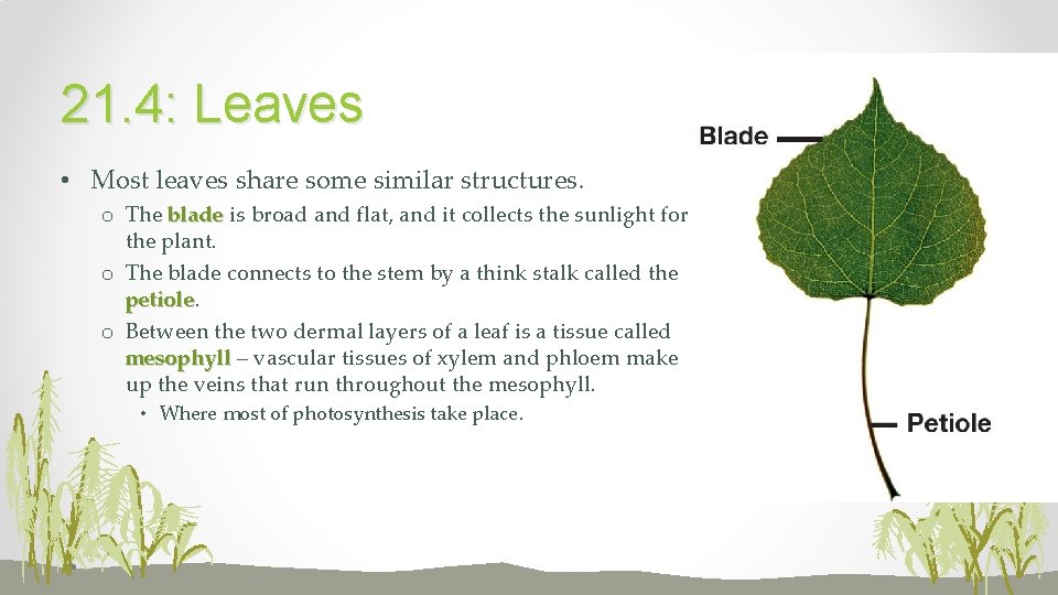 21. 4: Leaves • Most leaves share some similar structures. o The blade is