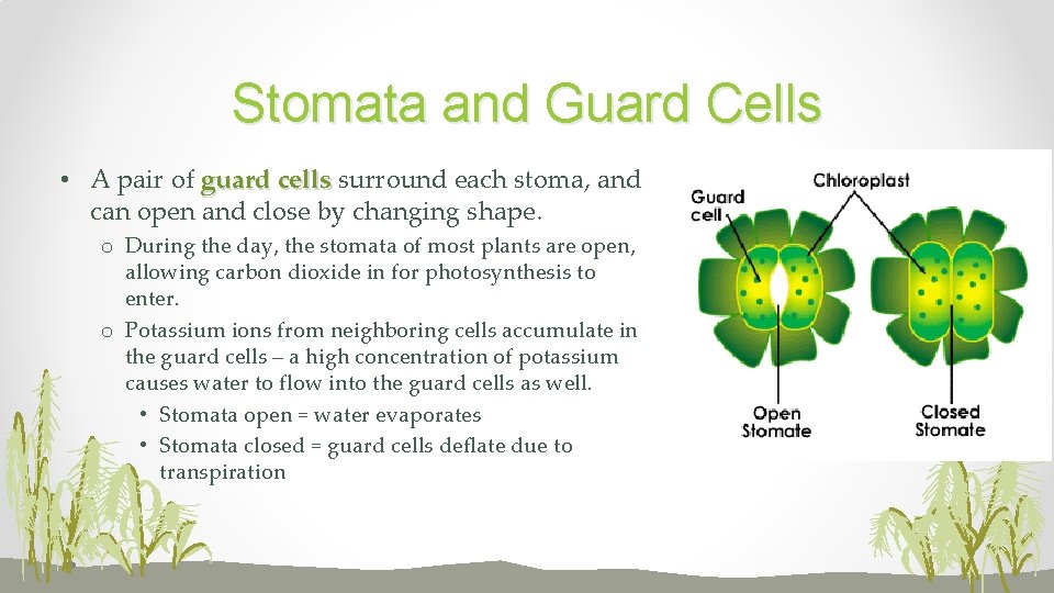Stomata and Guard Cells • A pair of guard cells surround each stoma, and