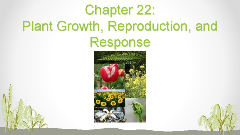 Chapter 22: Plant Growth, Reproduction, and Response 
