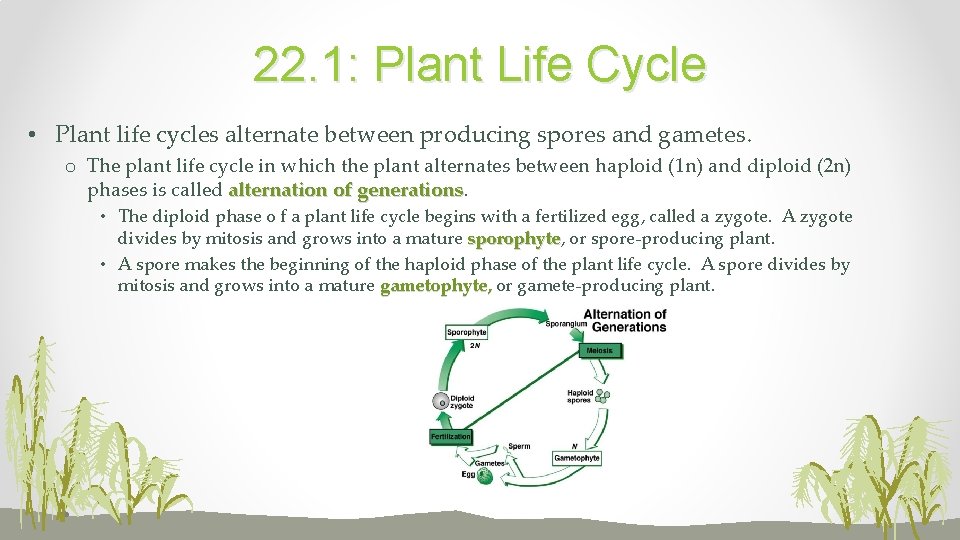 22. 1: Plant Life Cycle • Plant life cycles alternate between producing spores and