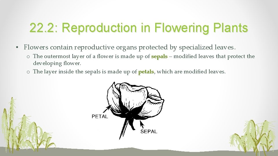 22. 2: Reproduction in Flowering Plants • Flowers contain reproductive organs protected by specialized