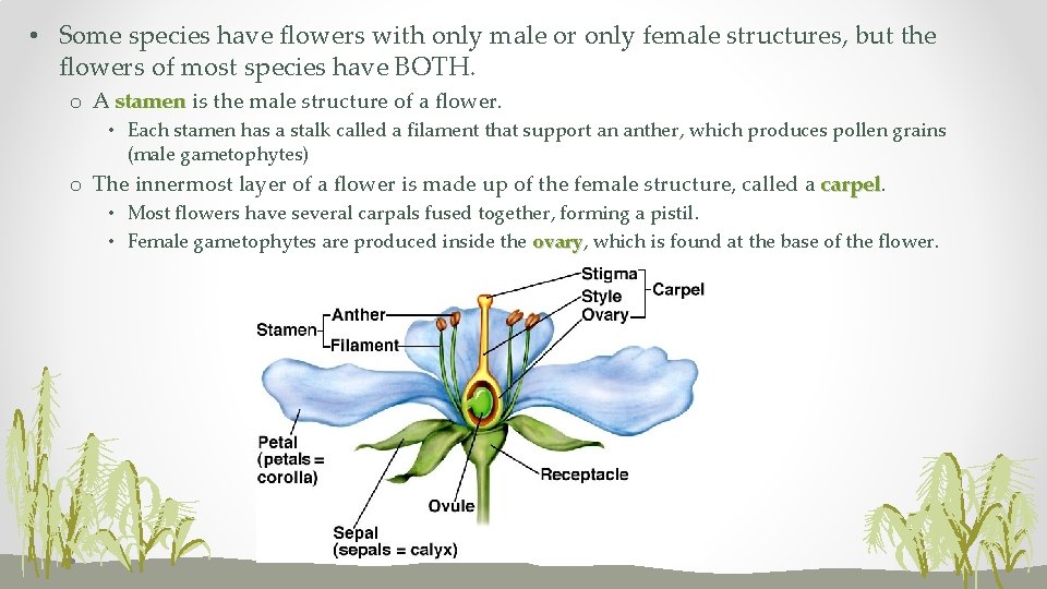  • Some species have flowers with only male or only female structures, but