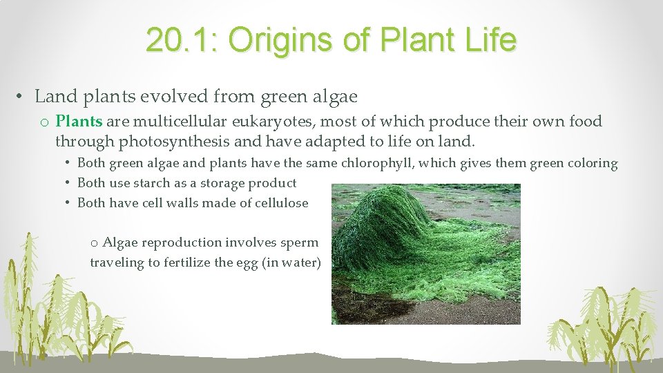 20. 1: Origins of Plant Life • Land plants evolved from green algae o