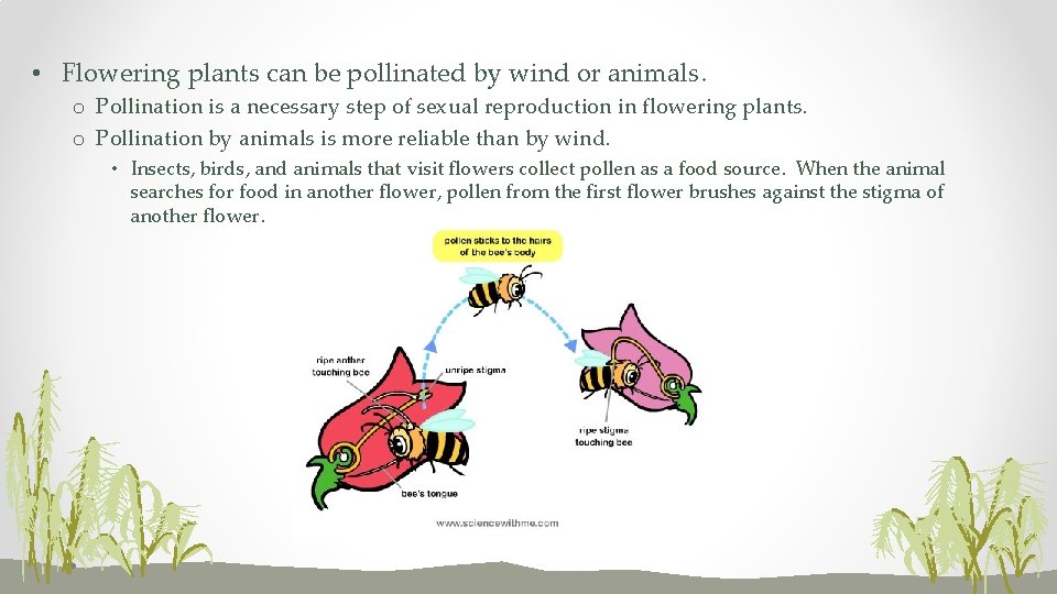  • Flowering plants can be pollinated by wind or animals. o Pollination is