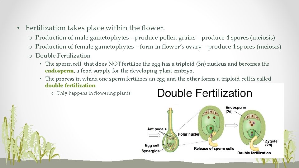  • Fertilization takes place within the flower. o Production of male gametophytes –