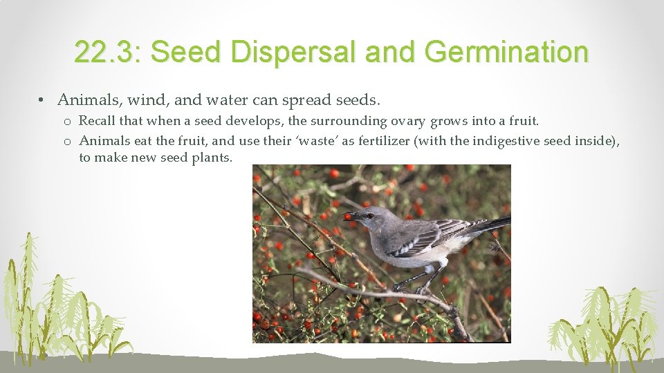 22. 3: Seed Dispersal and Germination • Animals, wind, and water can spread seeds.