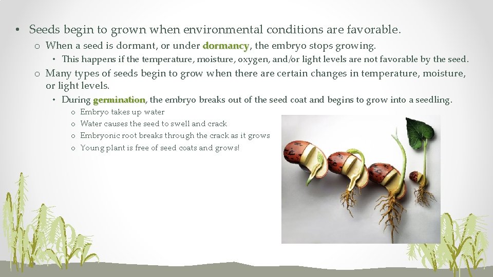  • Seeds begin to grown when environmental conditions are favorable. o When a