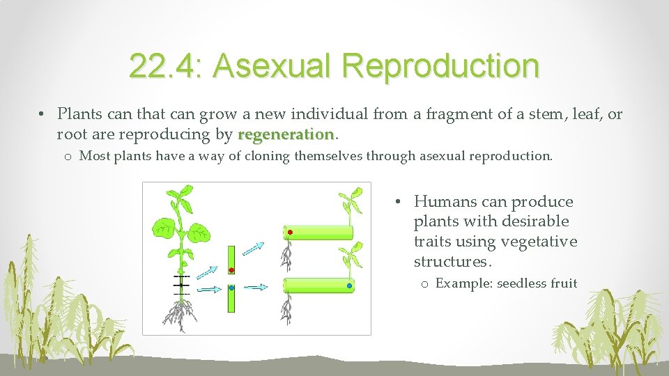 22. 4: Asexual Reproduction • Plants can that can grow a new individual from