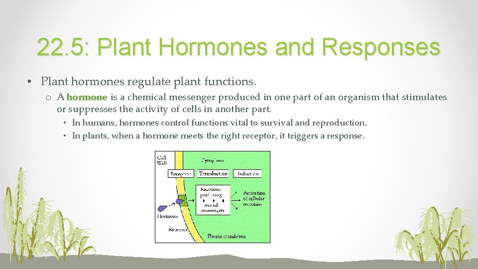 22. 5: Plant Hormones and Responses • Plant hormones regulate plant functions. o A