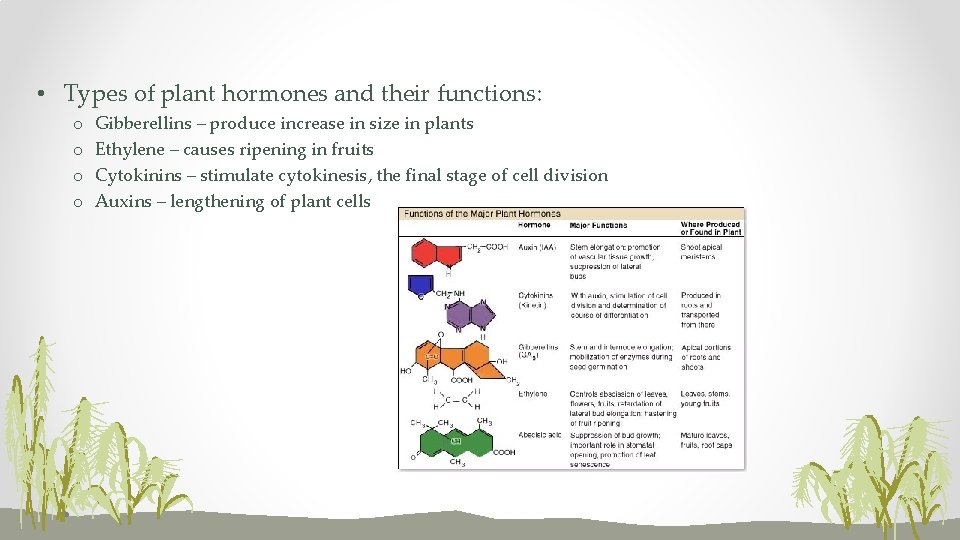 • Types of plant hormones and their functions: o o Gibberellins – produce