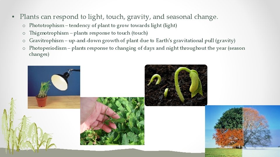  • Plants can respond to light, touch, gravity, and seasonal change. o o