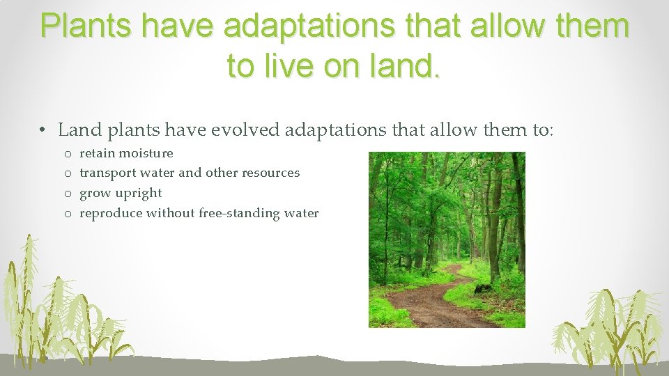 Plants have adaptations that allow them to live on land. • Land plants have