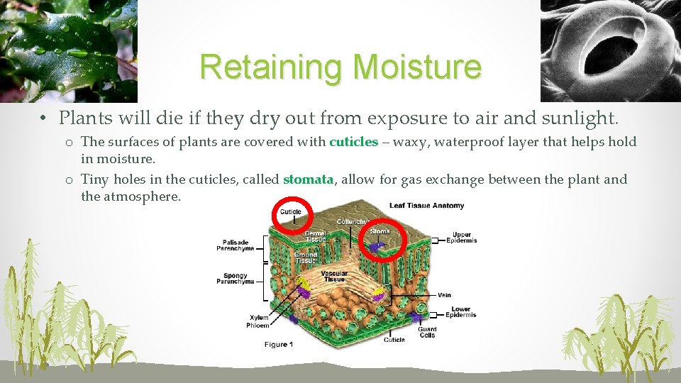 Retaining Moisture • Plants will die if they dry out from exposure to air