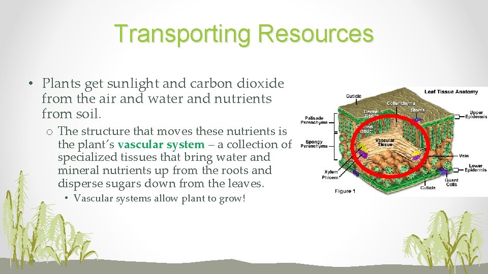 Transporting Resources • Plants get sunlight and carbon dioxide from the air and water