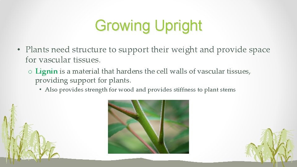 Growing Upright • Plants need structure to support their weight and provide space for