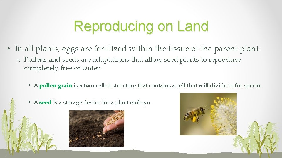 Reproducing on Land • In all plants, eggs are fertilized within the tissue of