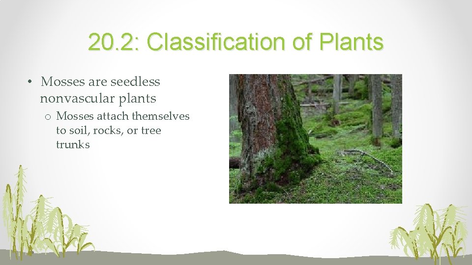 20. 2: Classification of Plants • Mosses are seedless nonvascular plants o Mosses attach