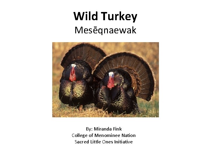 Wild Turkey Mesēqnaewak By: Miranda Fink College of Menominee Nation Sacred Little Ones Initiative