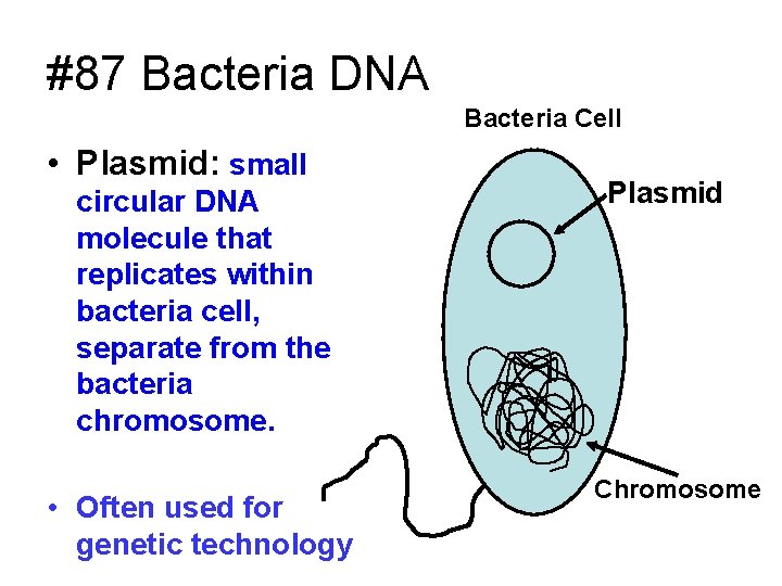 #87 Bacteria DNA Bacteria Cell • Plasmid: small circular DNA molecule that replicates within