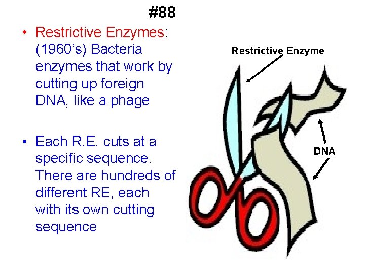 #88 • Restrictive Enzymes: (1960’s) Bacteria enzymes that work by cutting up foreign DNA,