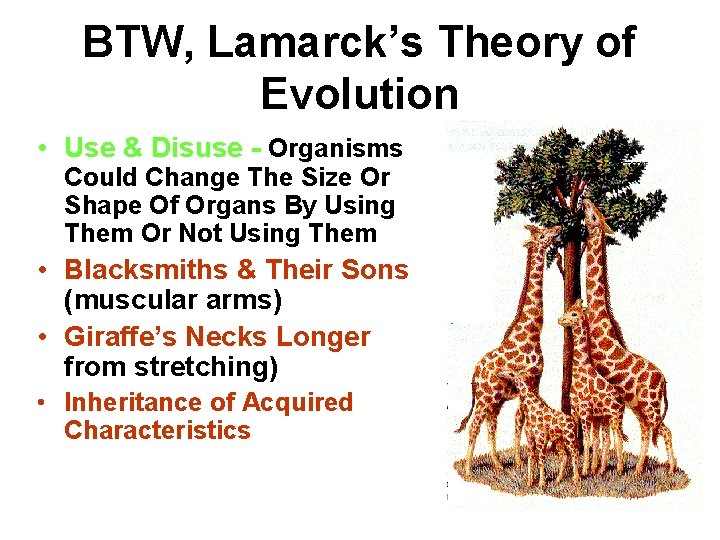 BTW, Lamarck’s Theory of Evolution • Use & Disuse - Organisms Could Change The