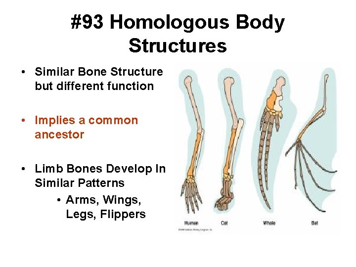 #93 Homologous Body Structures • Similar Bone Structure but different function • Implies a