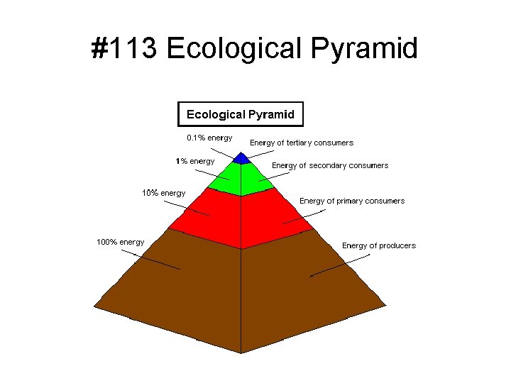 #113 Ecological Pyramid 