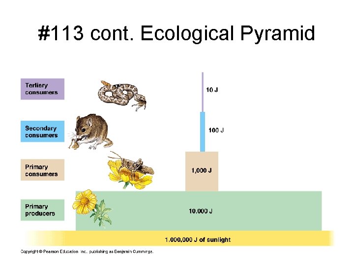 #113 cont. Ecological Pyramid 