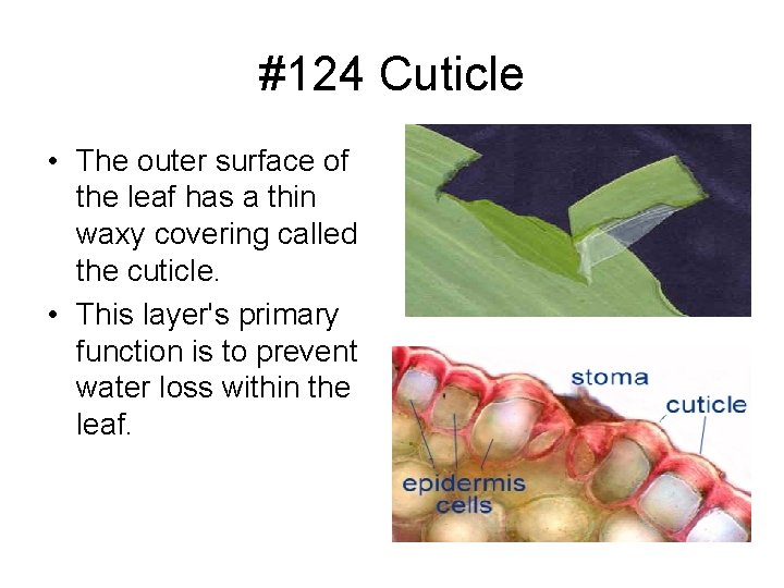 #124 Cuticle • The outer surface of the leaf has a thin waxy covering