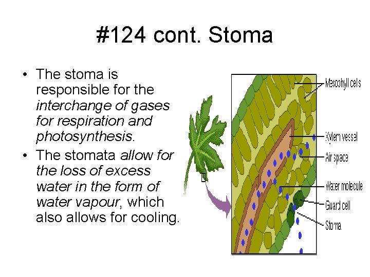 #124 cont. Stoma • The stoma is responsible for the interchange of gases for