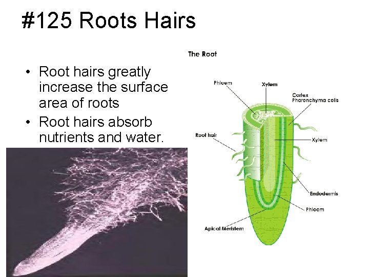 #125 Roots Hairs • Root hairs greatly increase the surface area of roots •