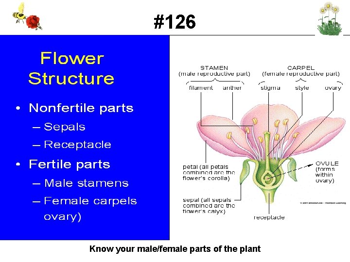 #126 Know your male/female parts of the plant 