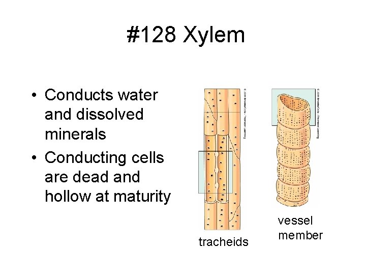  #128 Xylem • Conducts water and dissolved minerals • Conducting cells are dead