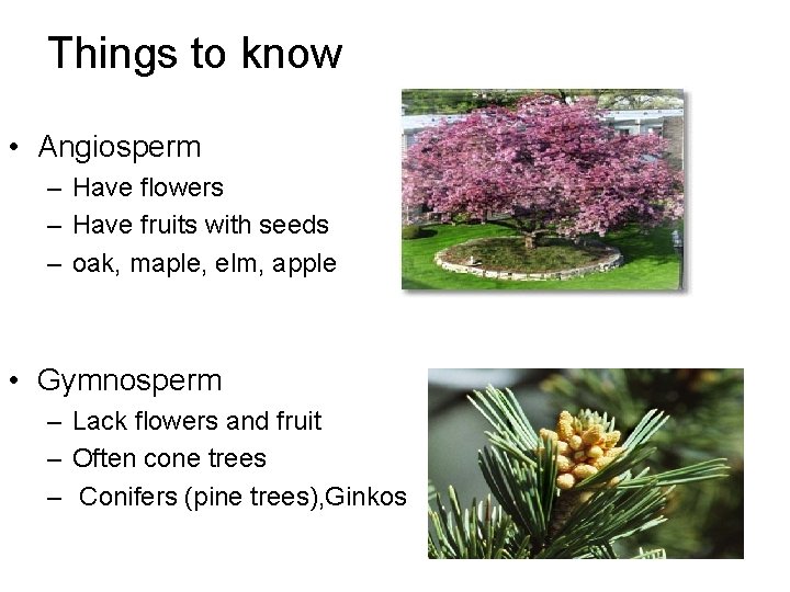 Things to know • Angiosperm – Have flowers – Have fruits with seeds –