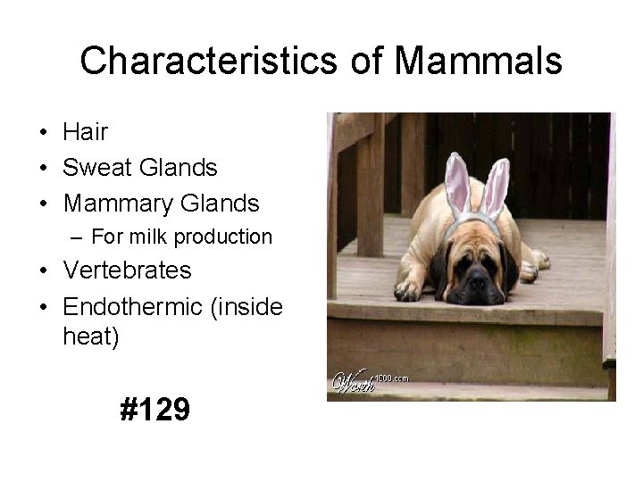 Characteristics of Mammals • Hair • Sweat Glands • Mammary Glands – For milk