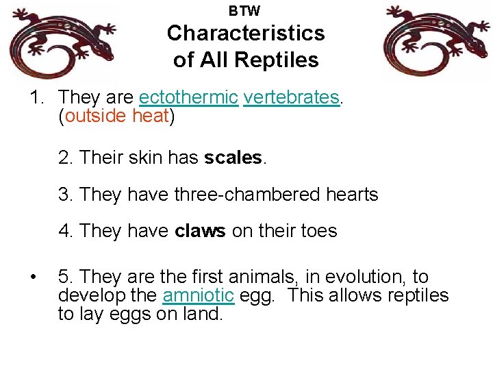 BTW Characteristics of All Reptiles 1. They are ectothermic vertebrates. (outside heat) 2. Their