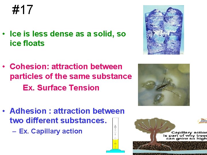 #17 • Ice is less dense as a solid, so ice floats • Cohesion: