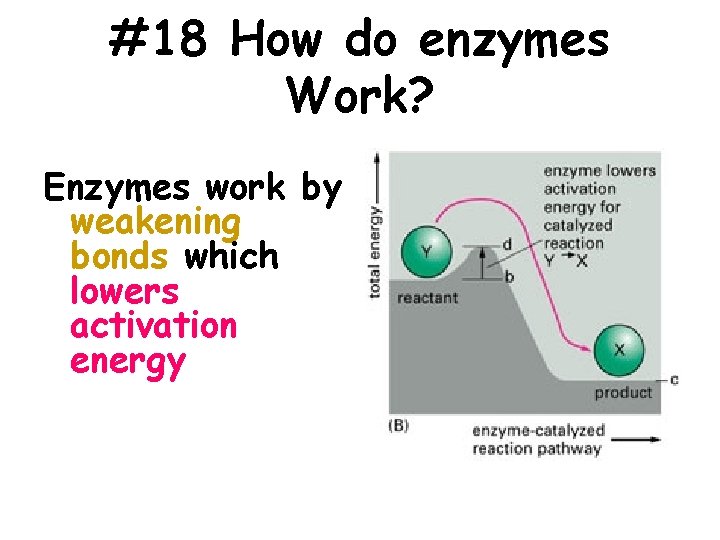 #18 How do enzymes Work? Enzymes work by weakening bonds which lowers activation energy