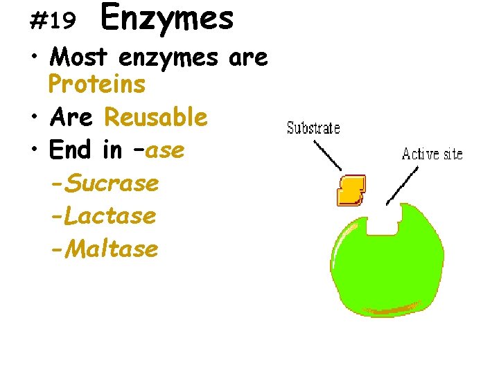#19 Enzymes • Most enzymes are Proteins • Are Reusable • End in –ase