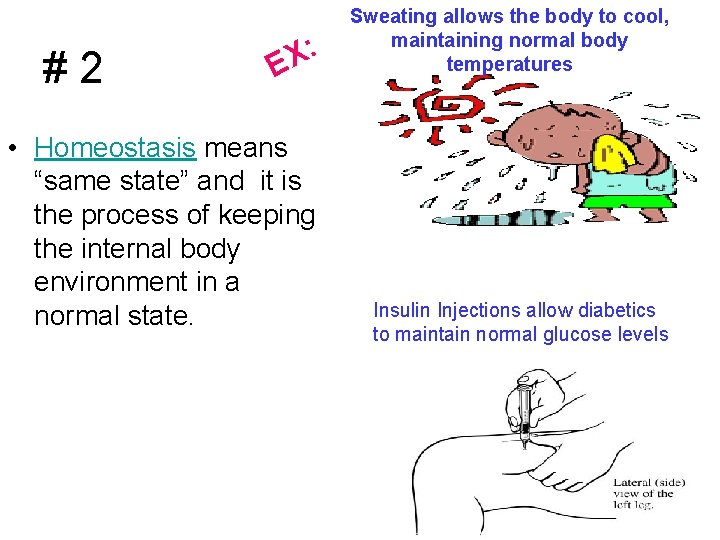# 2 : X E • Homeostasis means “same state” and it is the