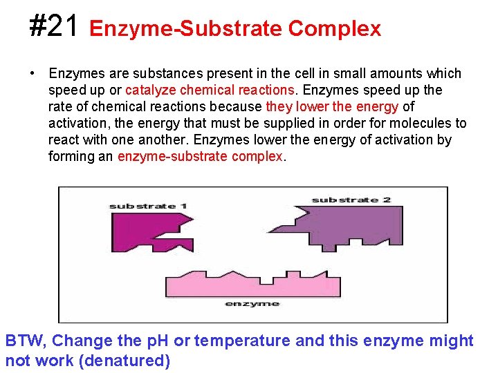 #21 Enzyme-Substrate Complex • Enzymes are substances present in the cell in small amounts